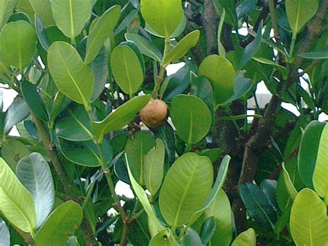 福木開花|フクギ（福木） (Garcinia subelliptica)の特徴,育て方,。